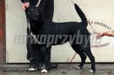 05.12.2013 ZGIERZ GMINA PIES 54210